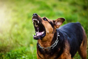 Dog Bite Liability Laws in Georgia