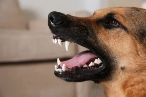 Update to the Athens, GA Dog Bite Laws
